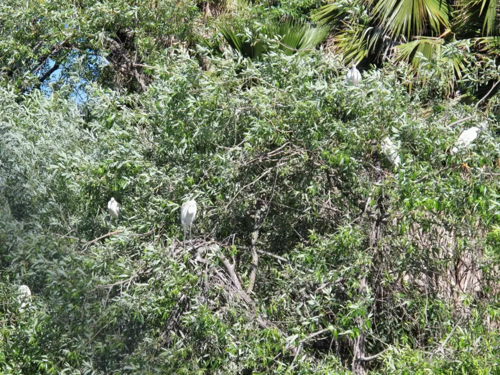 Tons of egrets in the trees by the fish hatchery feeling hopeful.