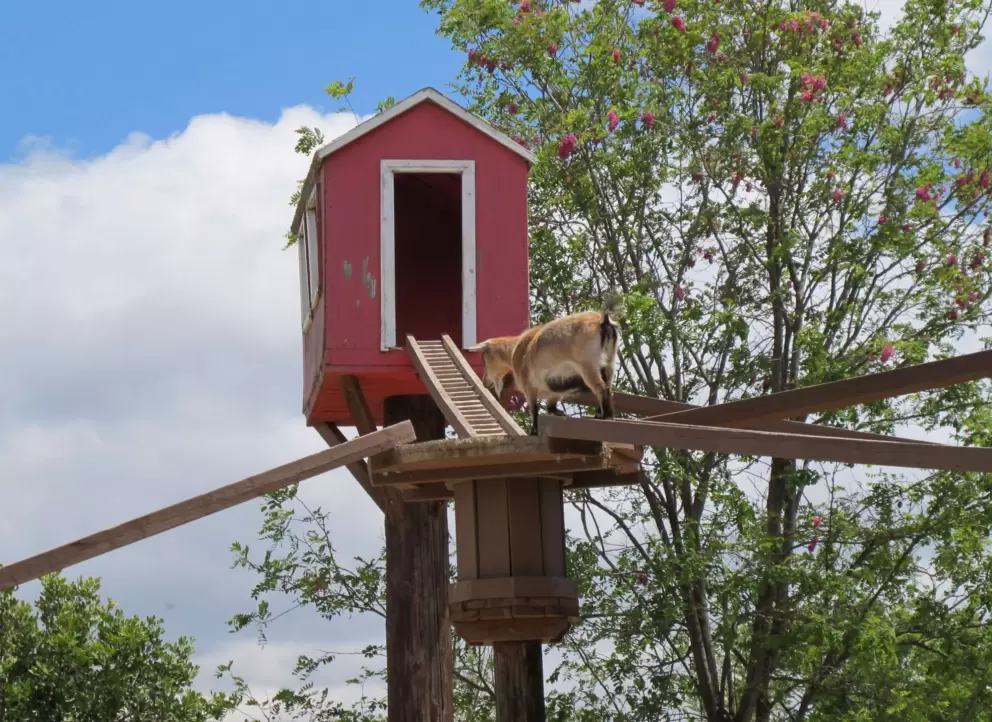 Pygmy goat walking the ramp to his little house. Kids LOVE watching this. 