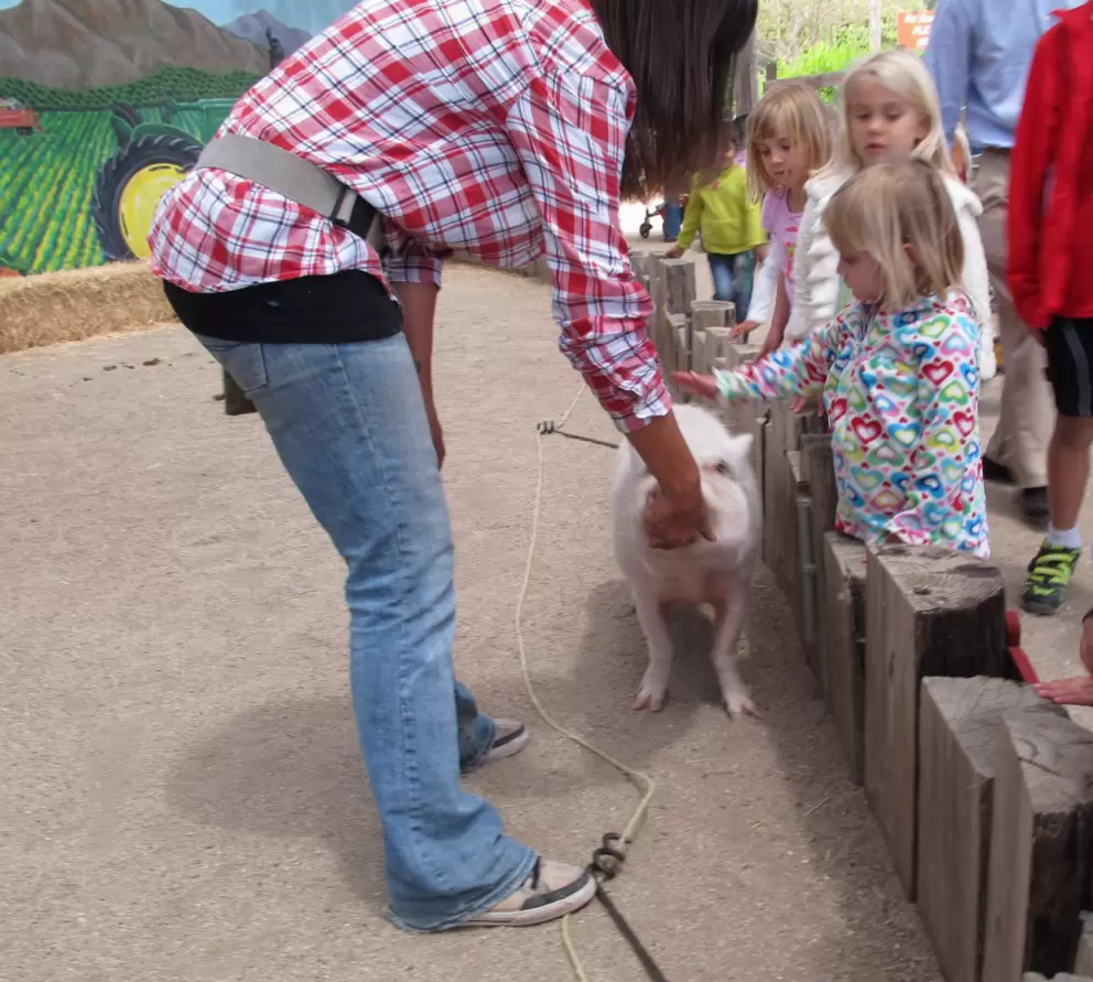 Kids can touch the pig!