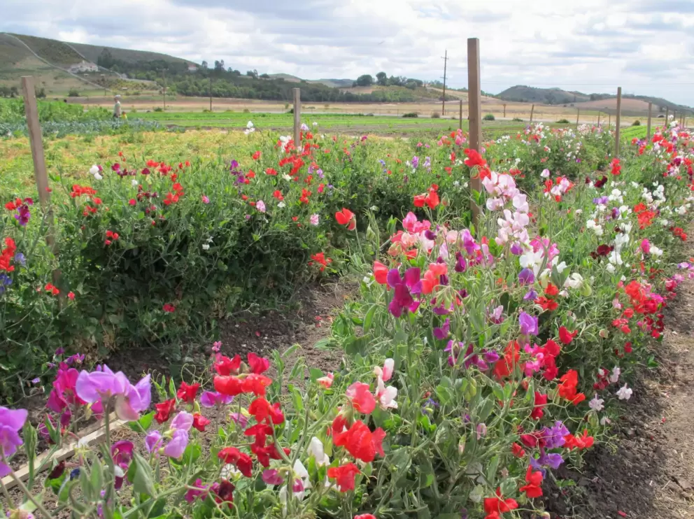 Sweet peas and hills behind.