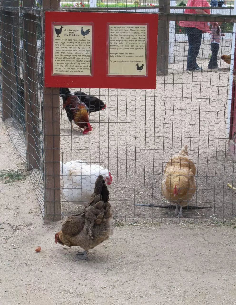 Chickens.