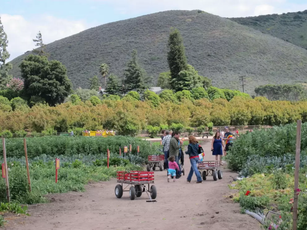 Filling wagons with produce picked in the fields.