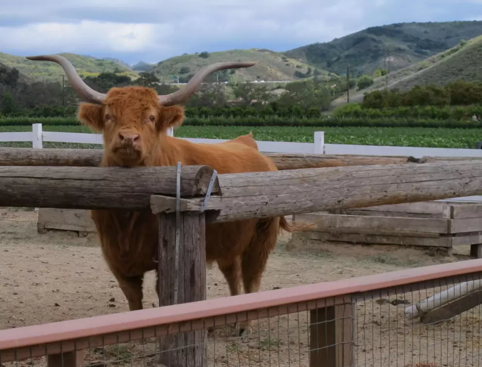Female Scottish Highlander cow with the most beautiful horns.