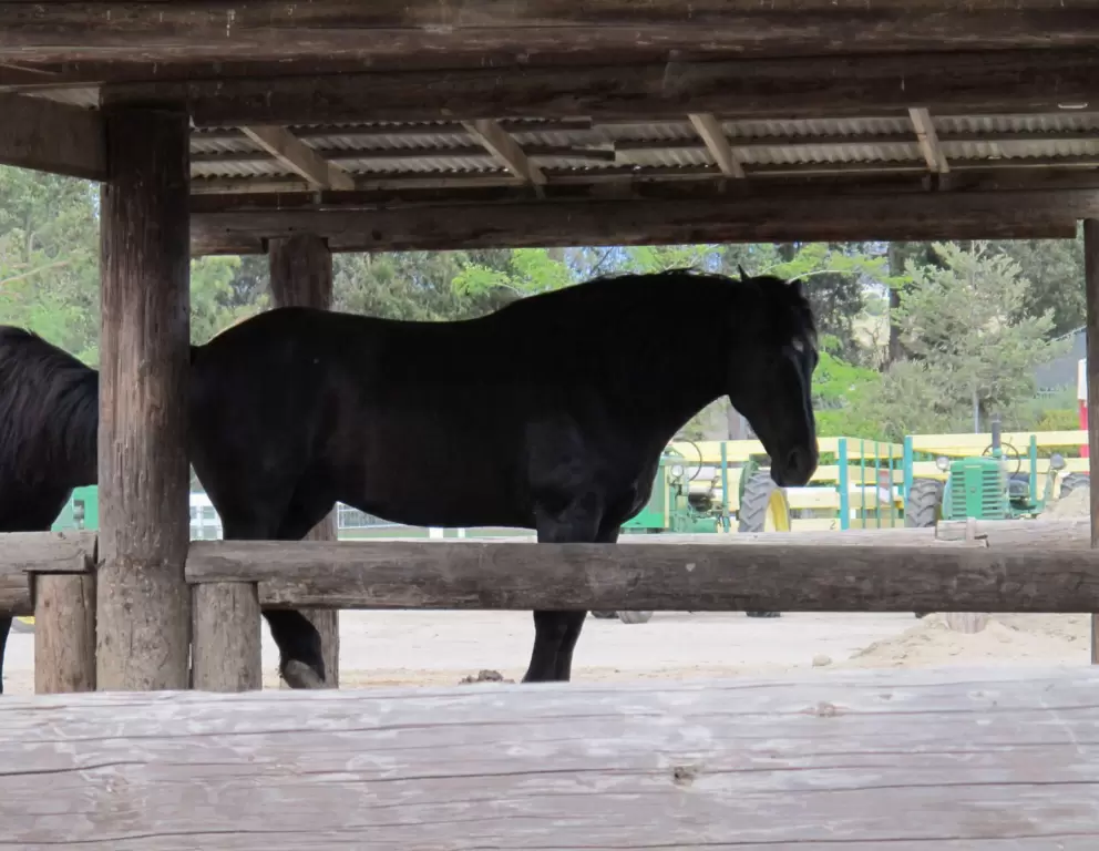 Percheron draft horse.