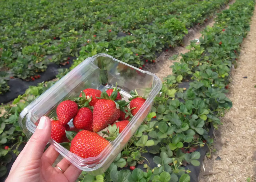 Strawberry picking!