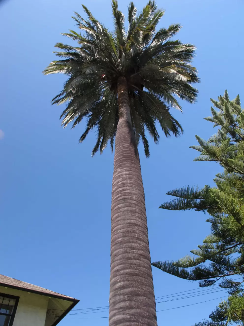 Palm stretching to the sky beside residences on Garden St, near Mission St.