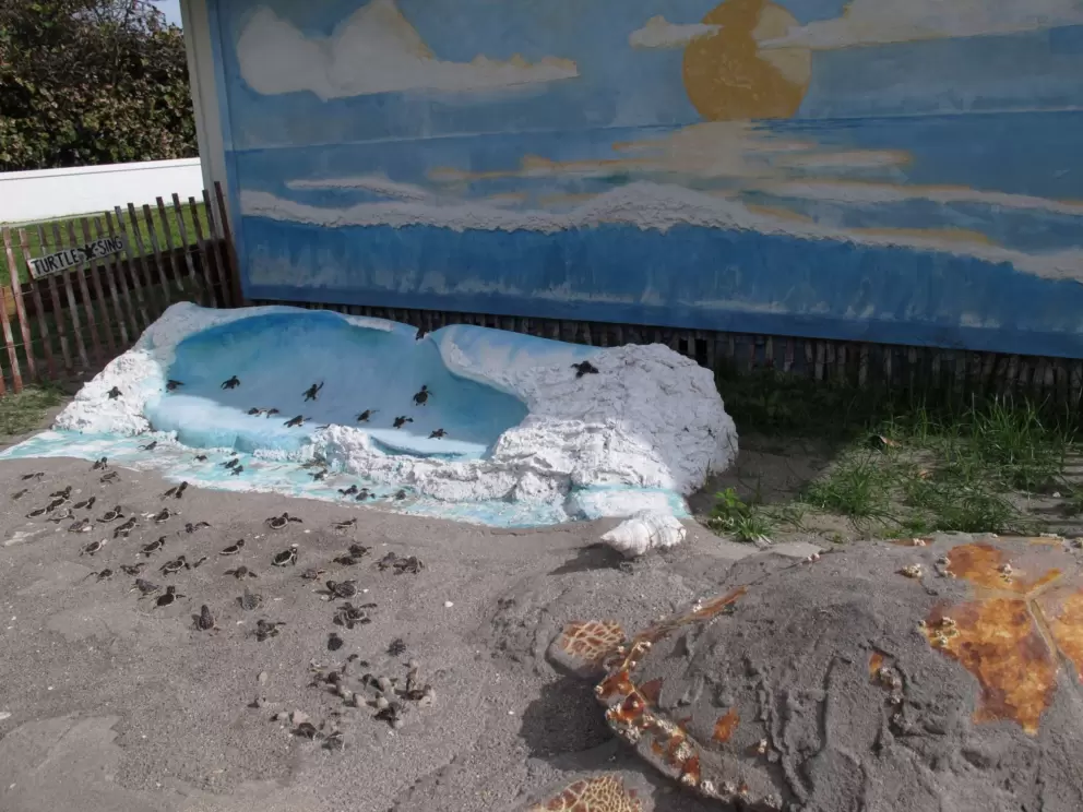 Mural and statue of turtle hatchlings!