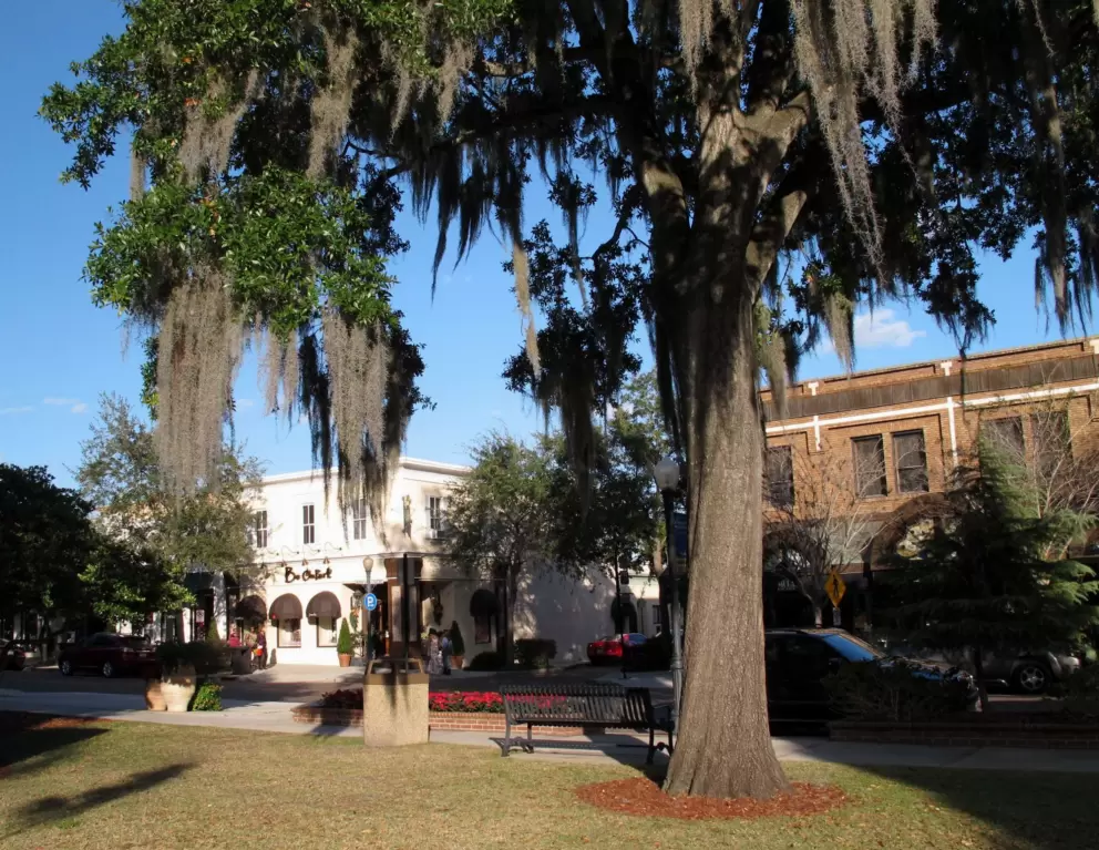 Beautiful tree with Spanish moss along Park Ave.