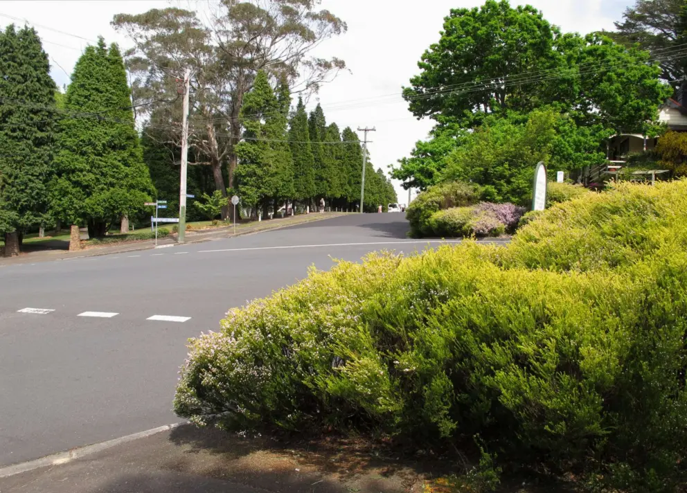 Love the lush pines in Leura.