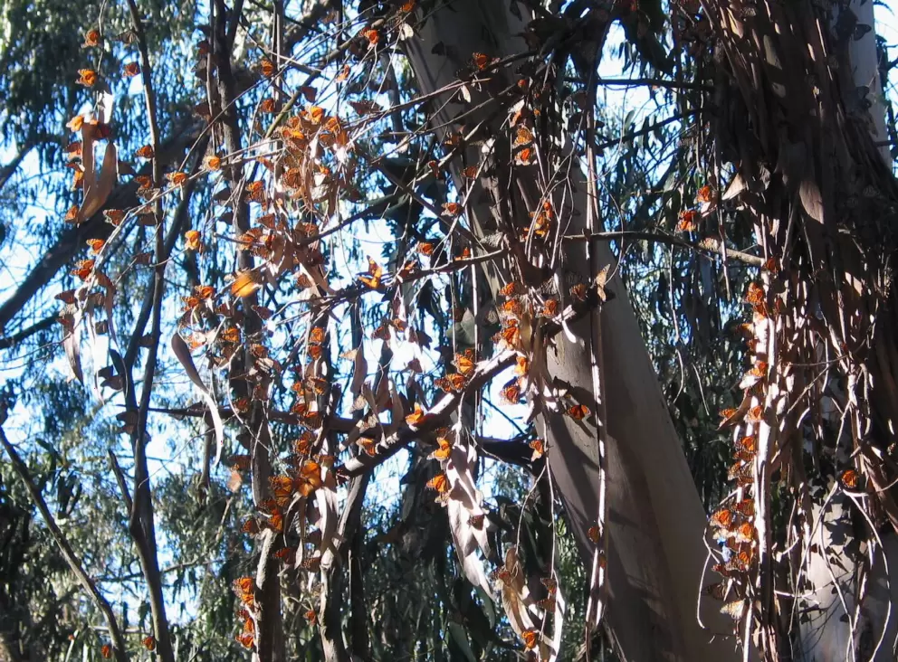Hundreds of butterflies!!!