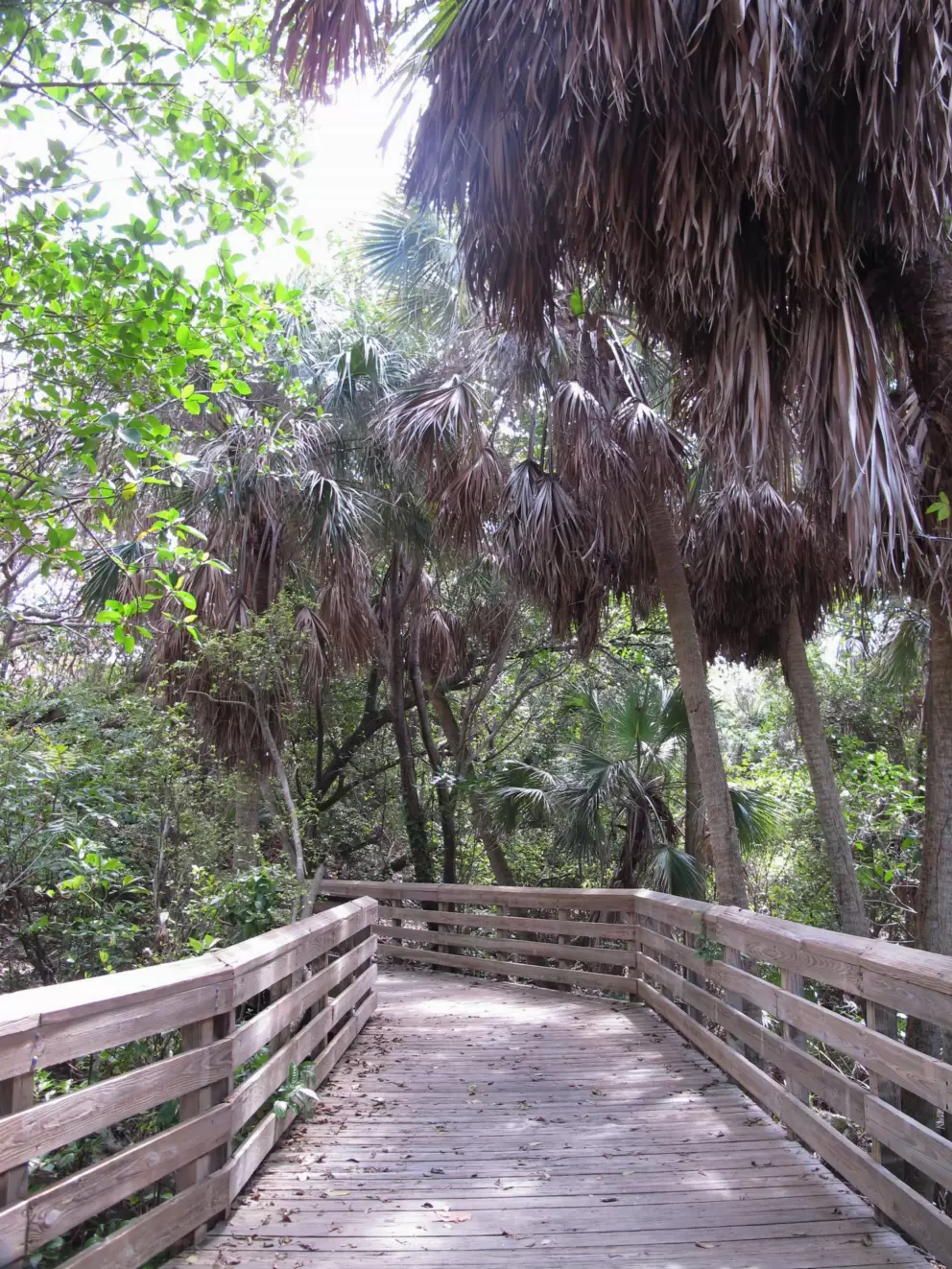 Beautiful coastal hammock next to the beach.
