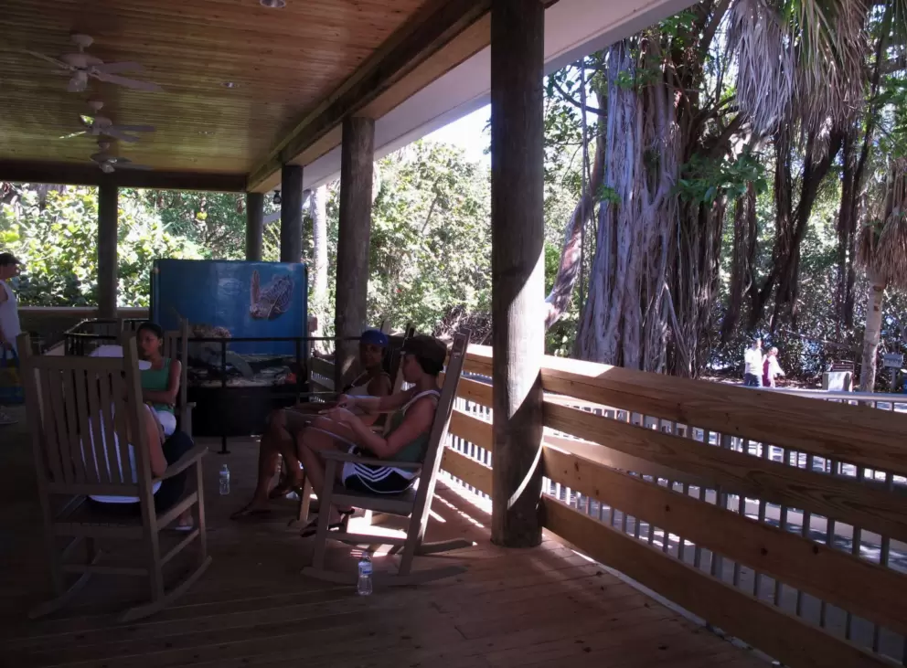 Rocking chairs on the wooden porch with strangler fig behind, at the nature center.