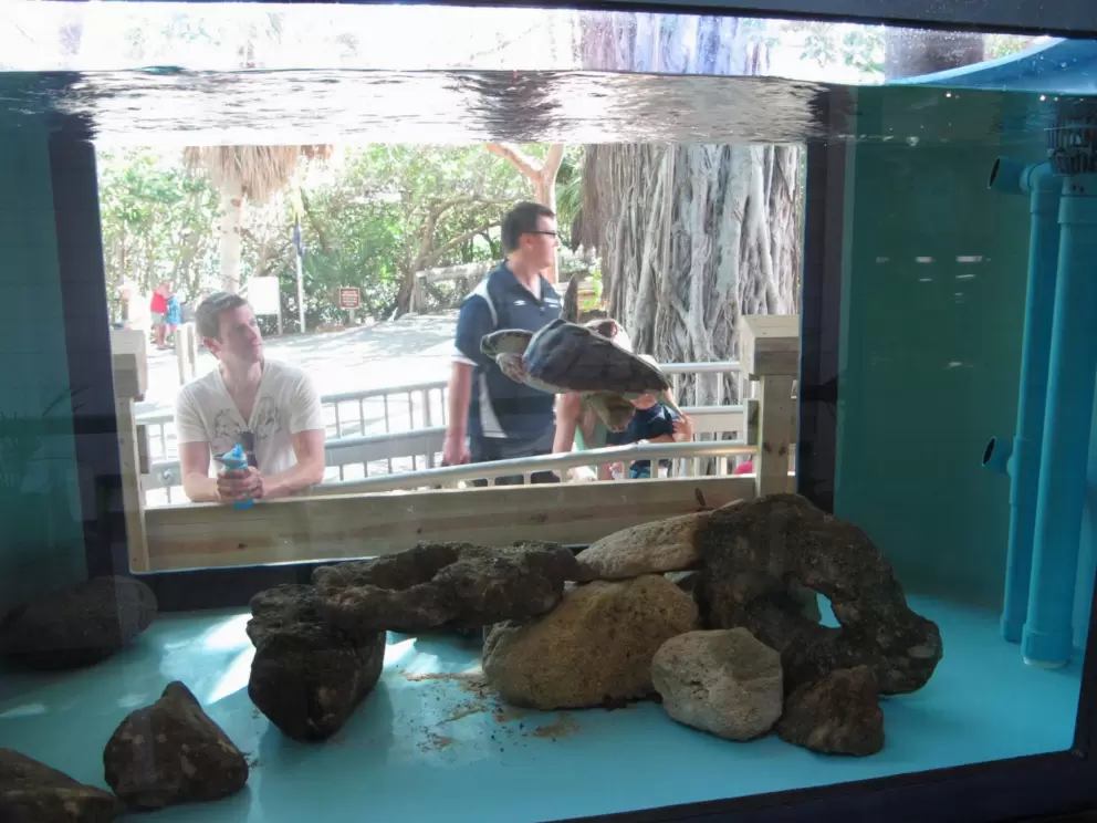 Tank with turtle and glass on both sides.