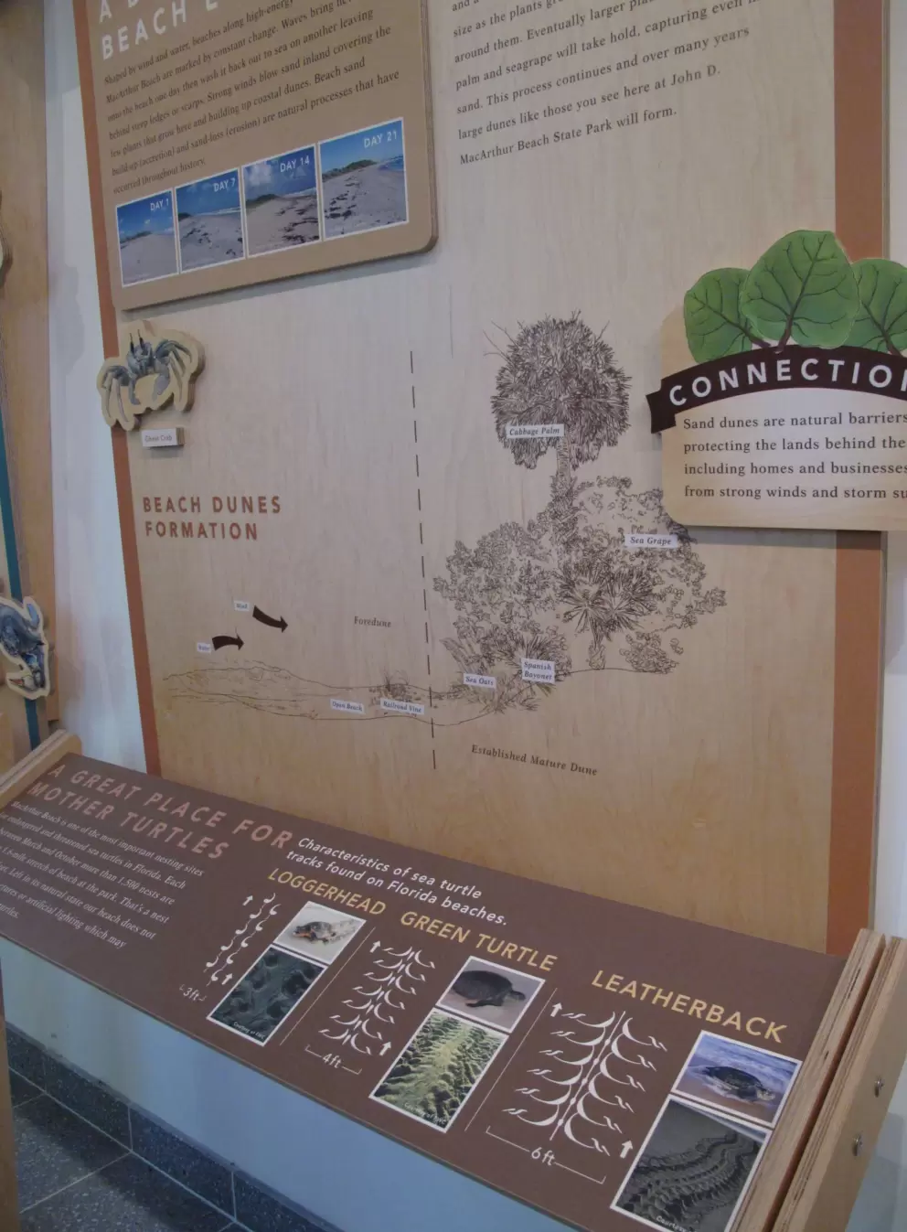 Information board about turtle tracks.