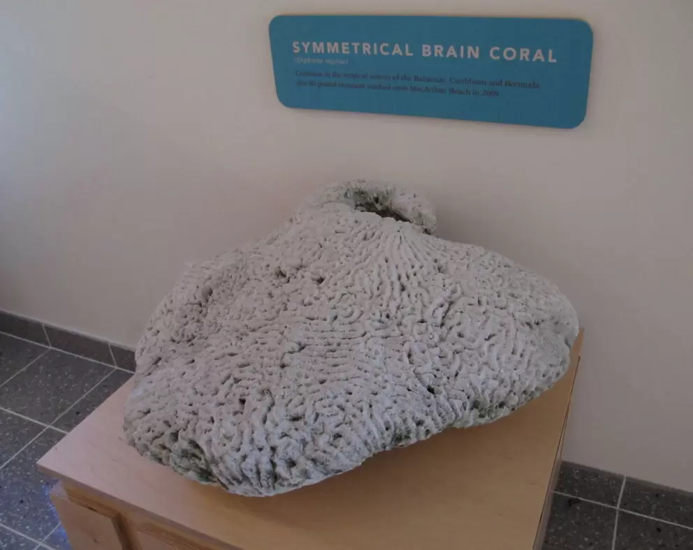 Brain coral on display.