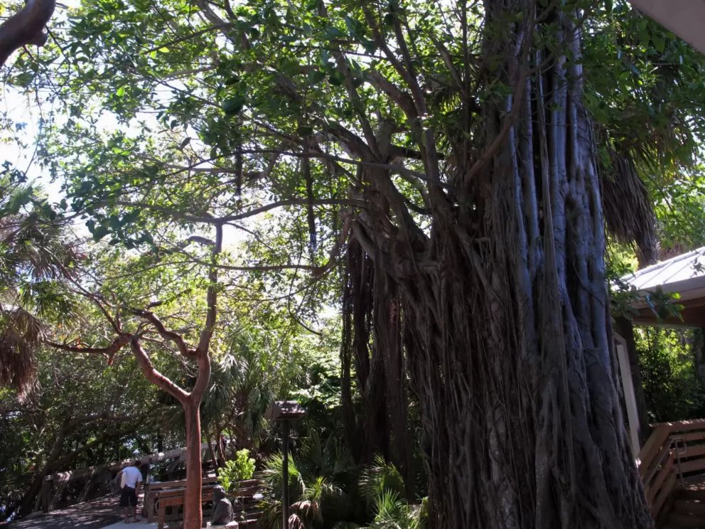 Strangler fig outside the nature center.