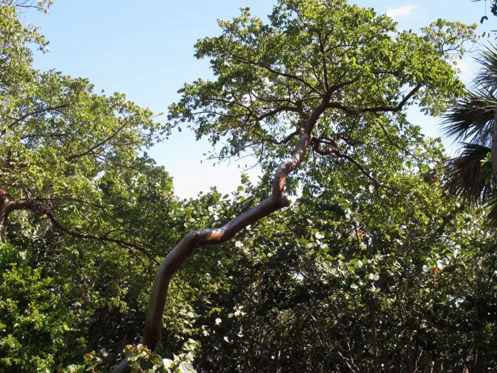 Gumbo limbo tree outside the nature center- I love these trees!