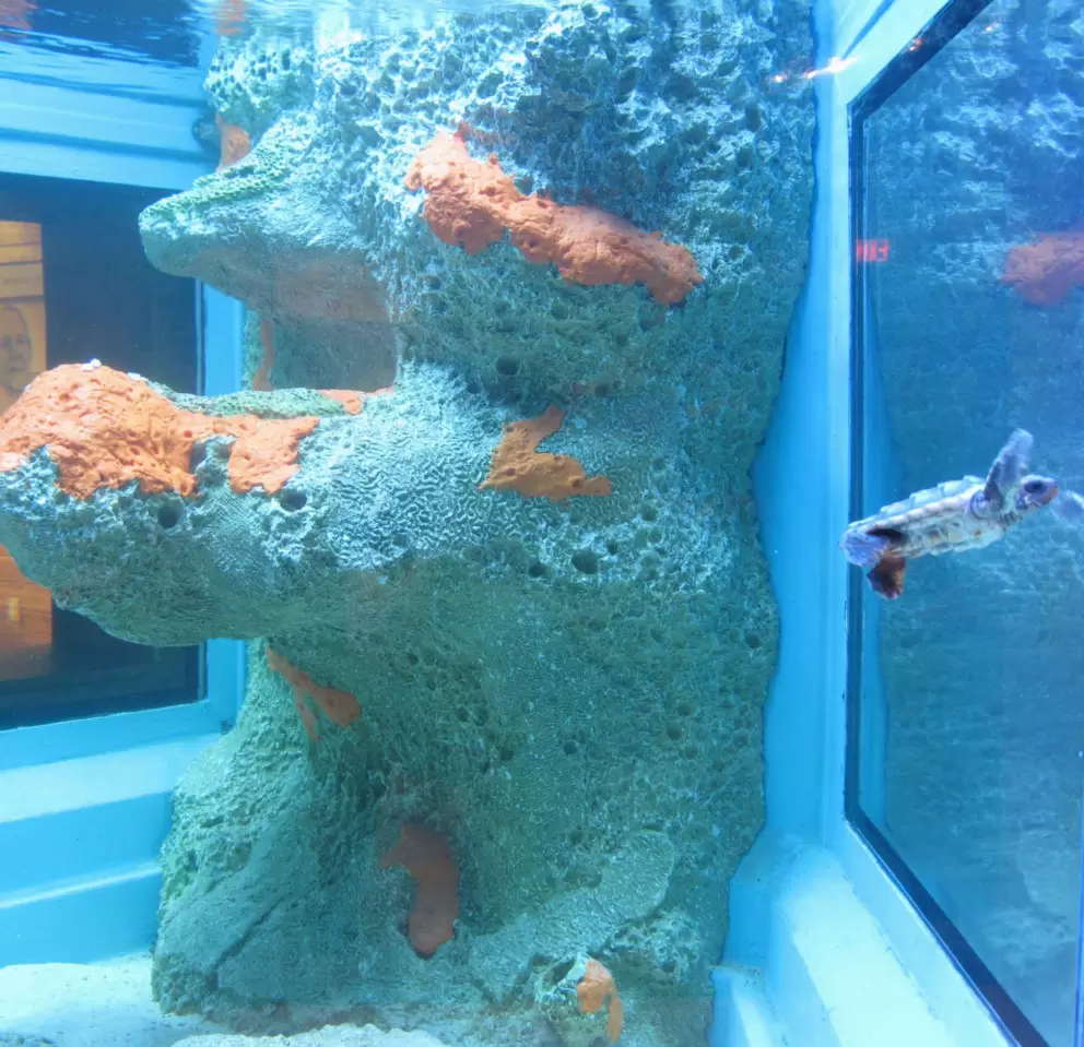 Turtle and coral in a tank in the nature center.