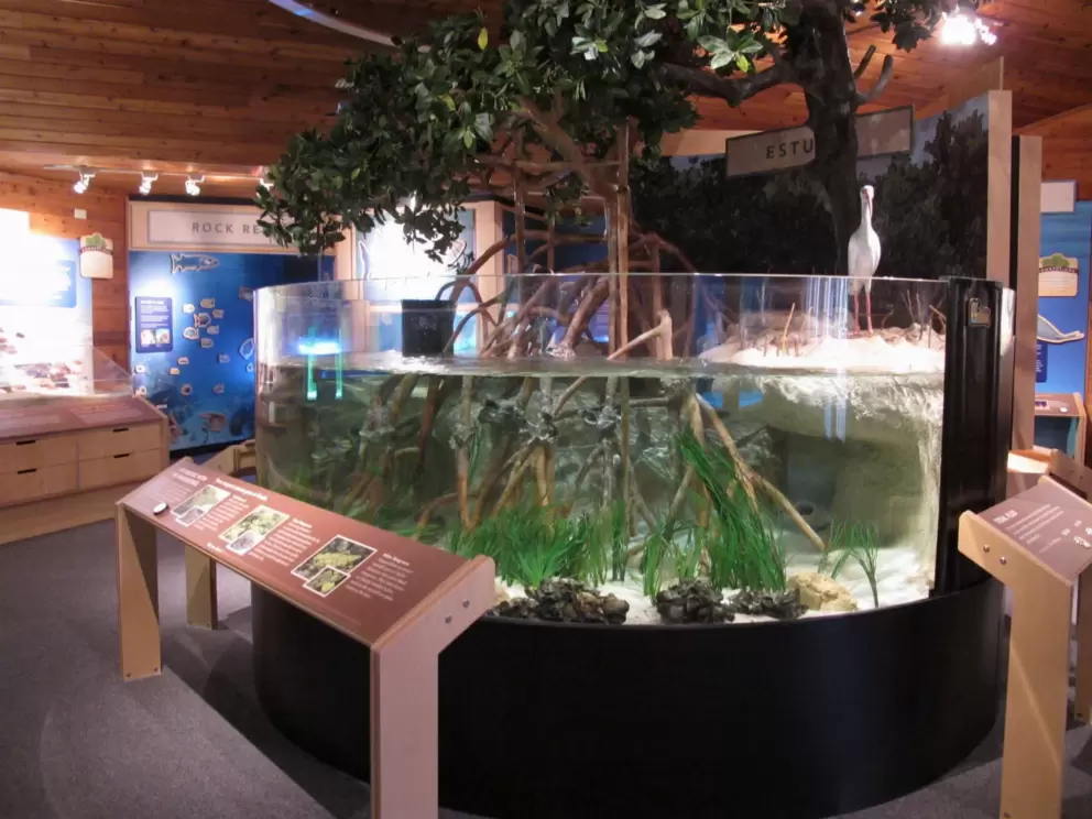 Mangrove exhibit in the nature center.