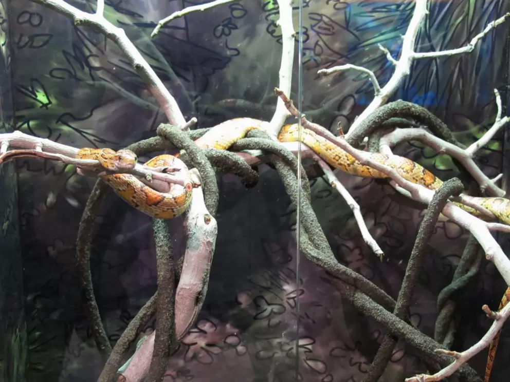 Love this snake in the nature center.