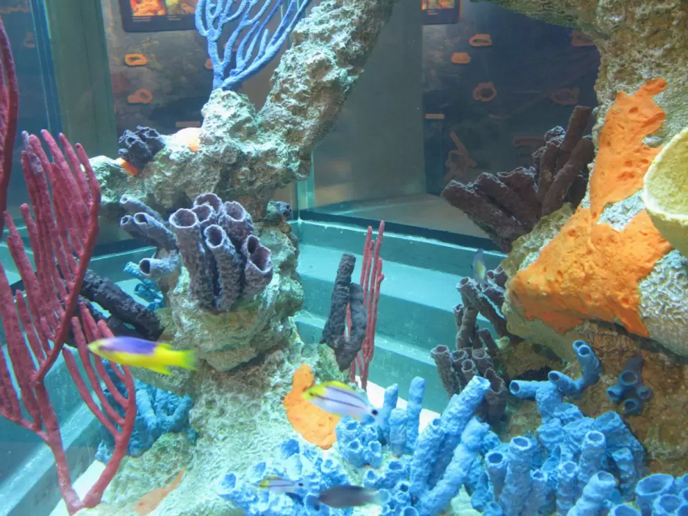 Coral reef and fish exhibit in the nature center.