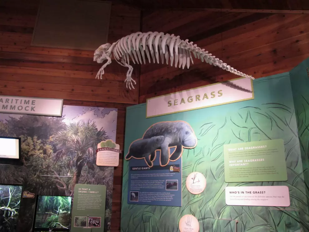 Manatee skeleton.