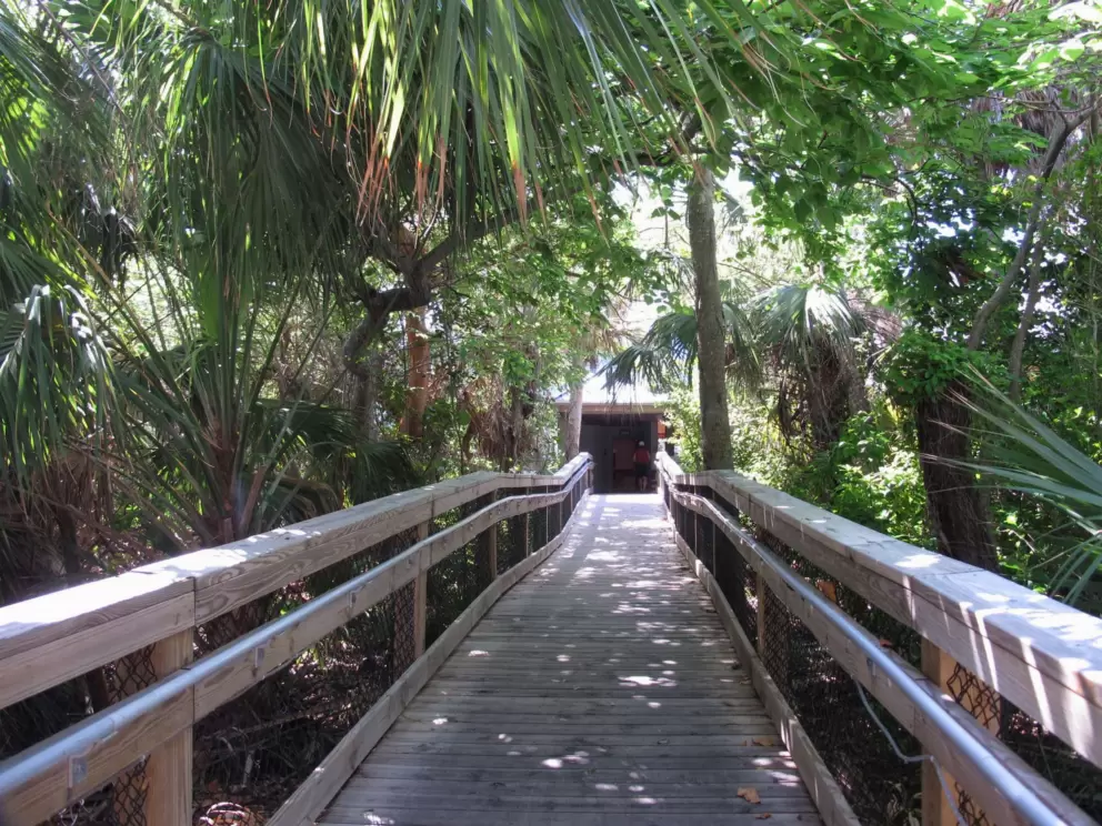 Pathway- so tropical!