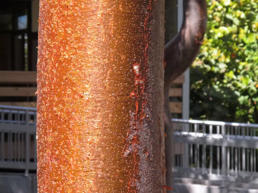 Isn't the bark of the gumbo limbo tree incredible? They call it the "tourist tree" because it is sunburnt.