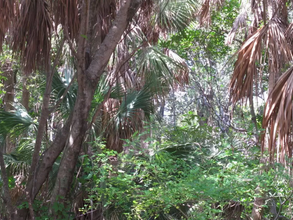 Jungle by the beach. There is a nice wooden boardwalk through it.