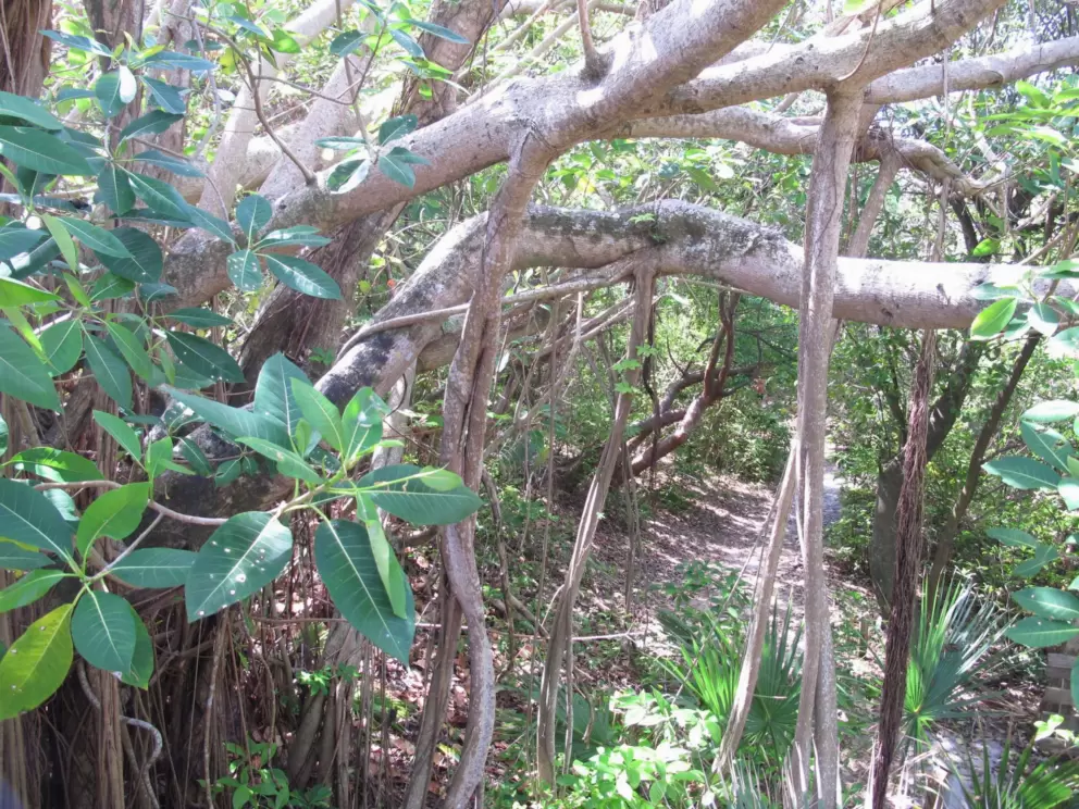 I love the vegetation at John D. MarArthur Park!