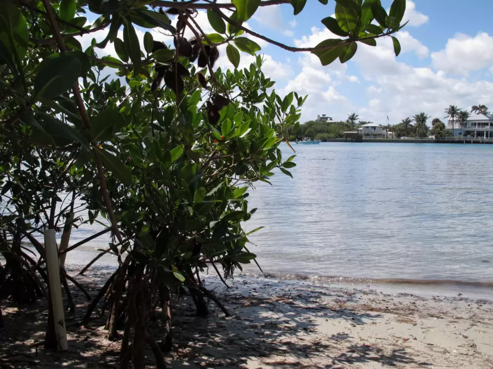 The mangroves provide shade.