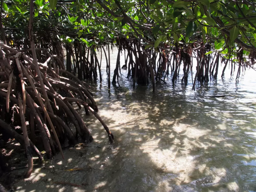 Doll-sized forest to stir the imagination!