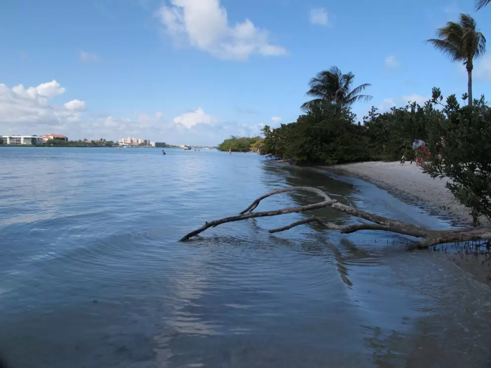 Tree branch and still waters.