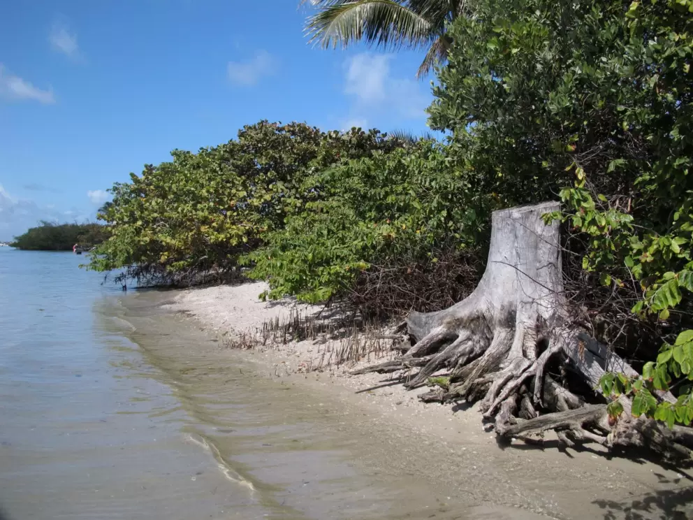 Tree trunk- it's fun to walk down the beach and explore!