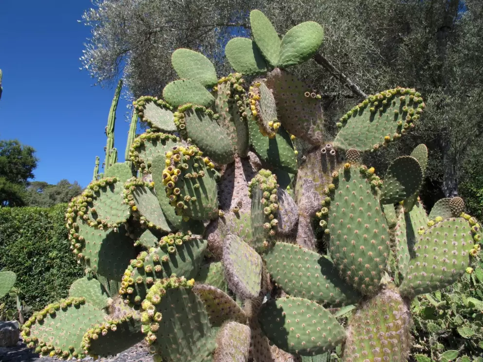 Prickly pear.