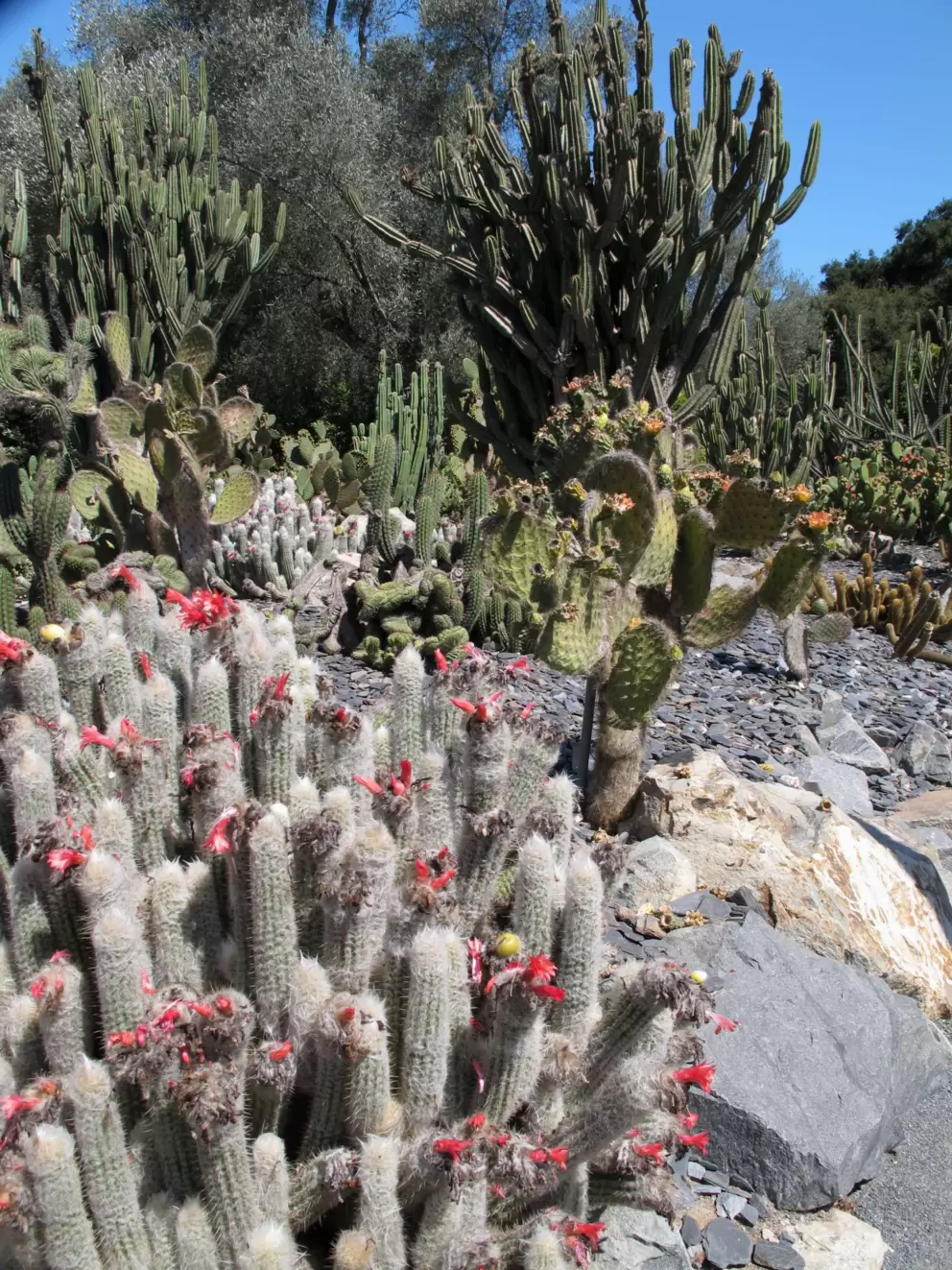 I was lucky the cactus garden was abundantly in bloom when I was there!