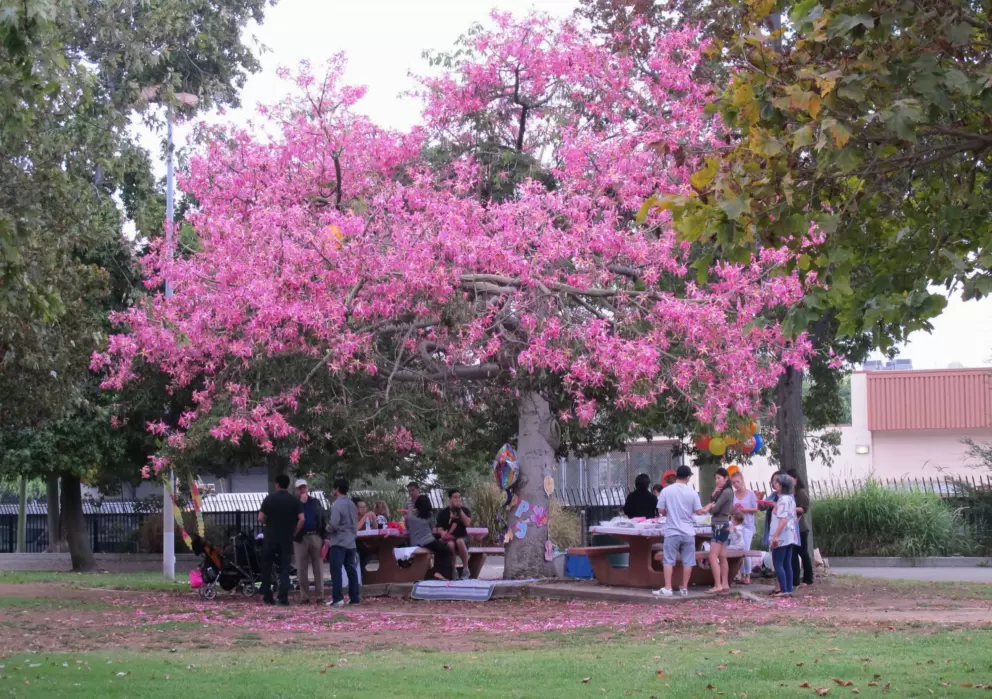 Party under a flowering tree.