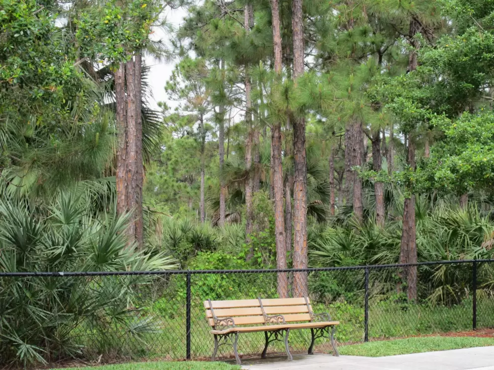 Bench by the pine forest, in the Cambridge neighborhood.