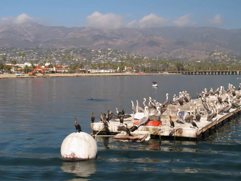 Amazing pelicans at the harbor!