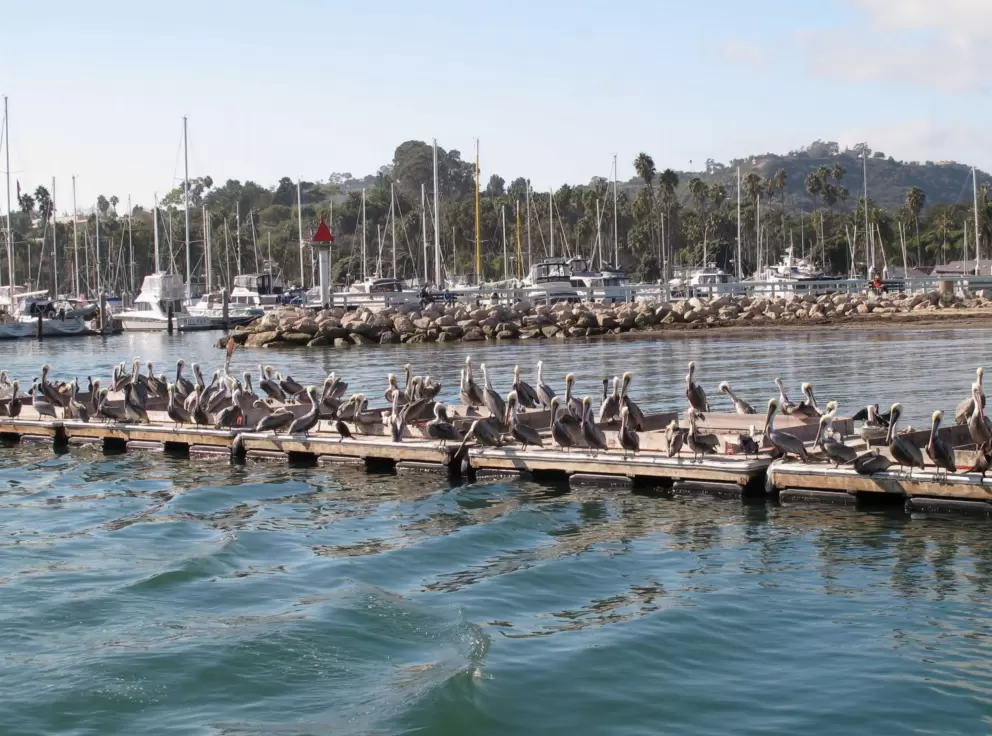 So many pelicans at the harbor!