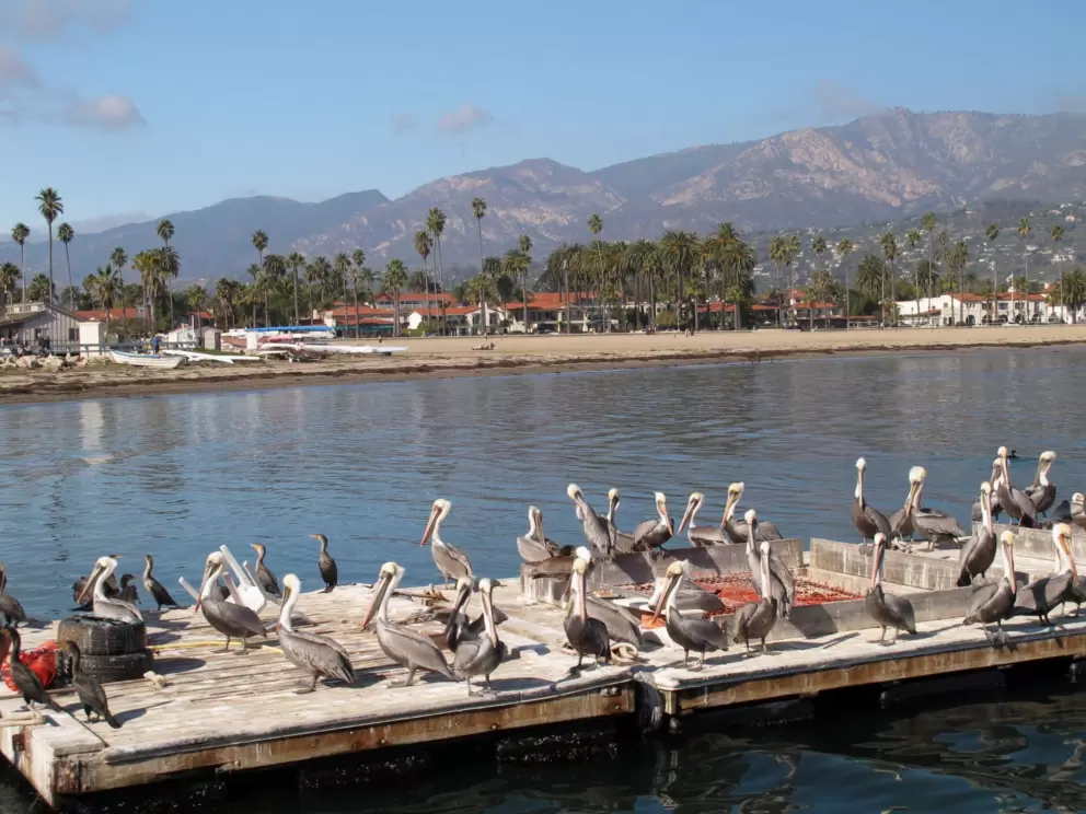 Pelicans, such cute dudes.