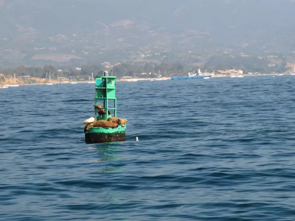 Seals on buoy, as seen from harbor boat trip.