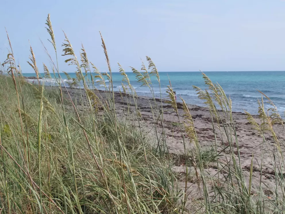Sea oats and pretty water.