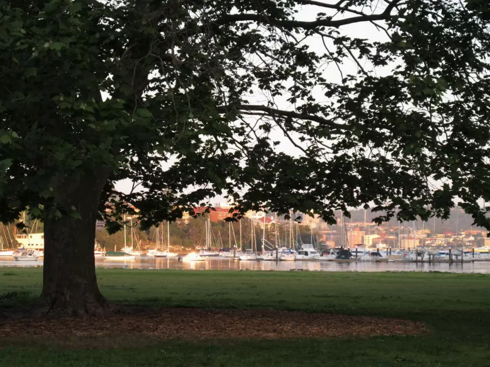 Large tree with boats behind.