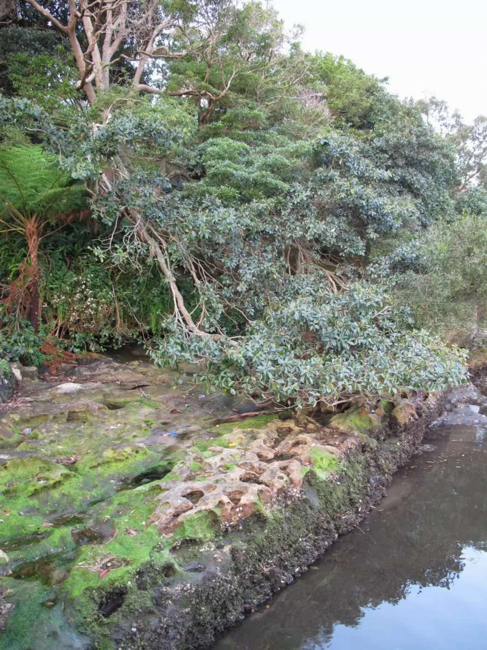 Lush vegetation.