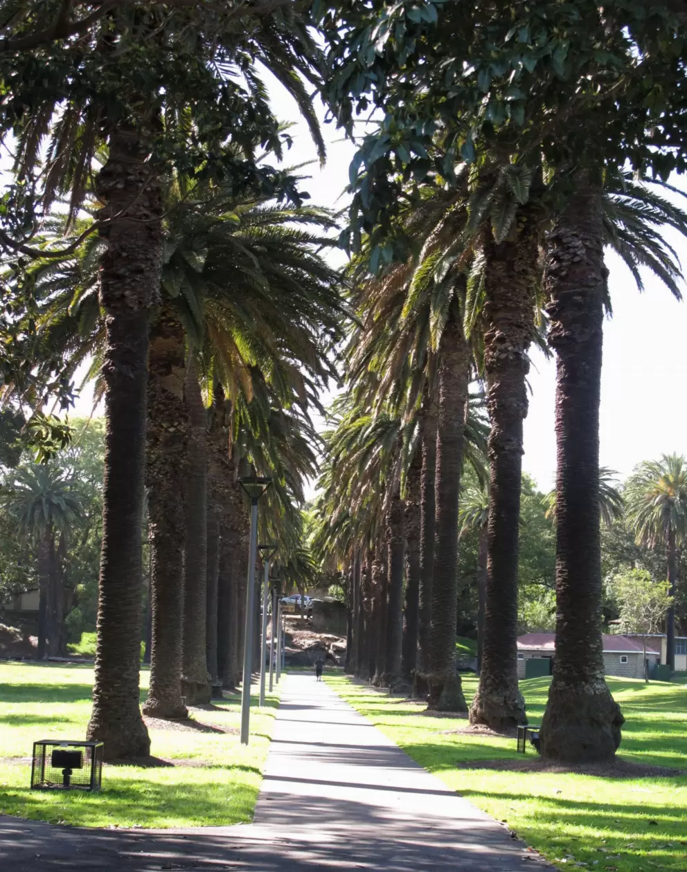 Row of palms.