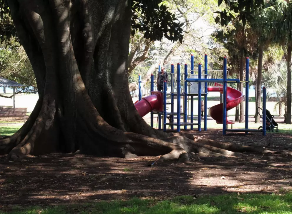 Tree roots. 