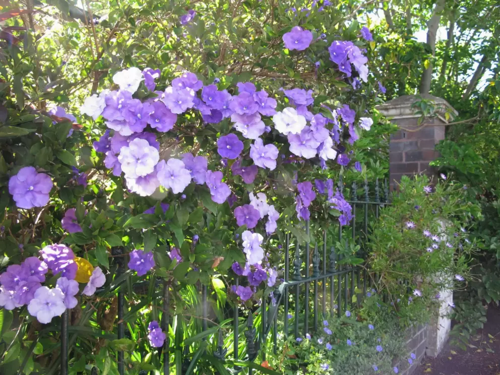 Spring flowers in the side streets near Jubilee Park.