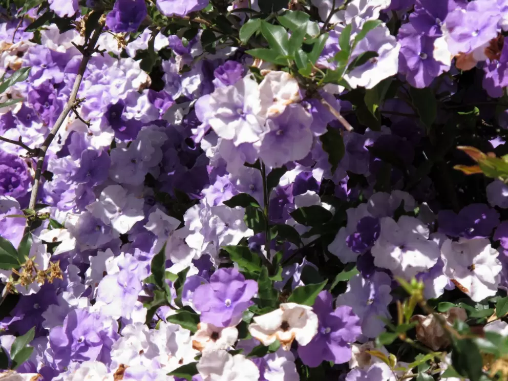 Flowers galore!