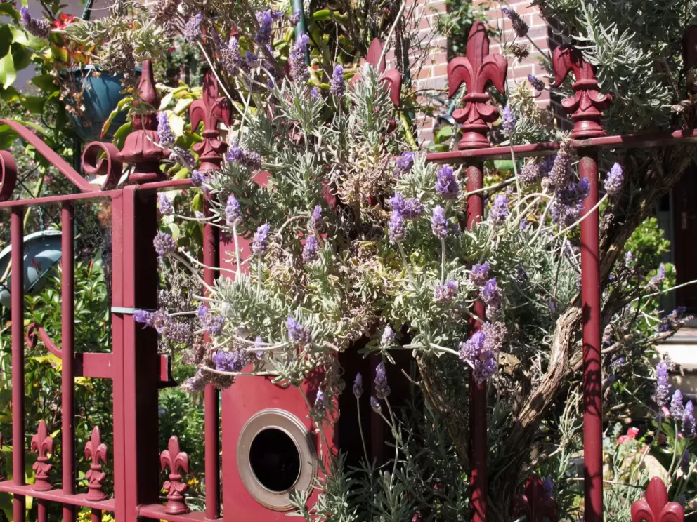Pretty details you see as you walk around Glebe.